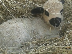 BB mouton (2)